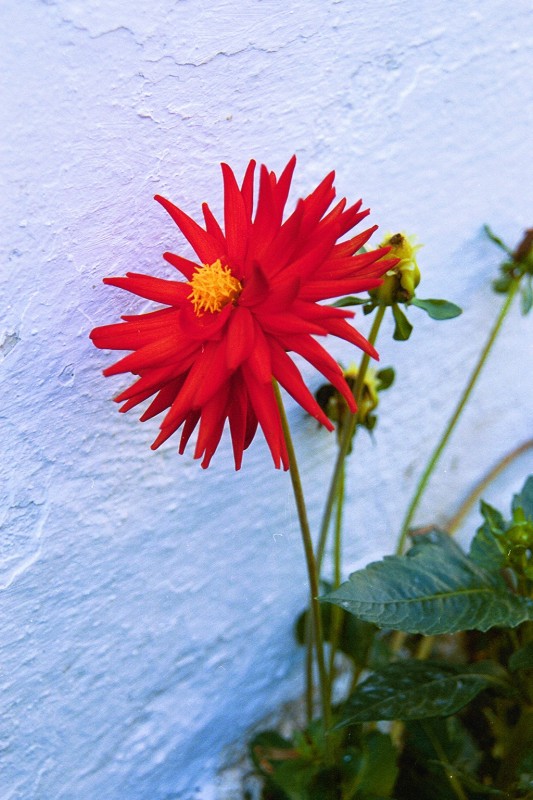 ROJO SOBRE BLANCO