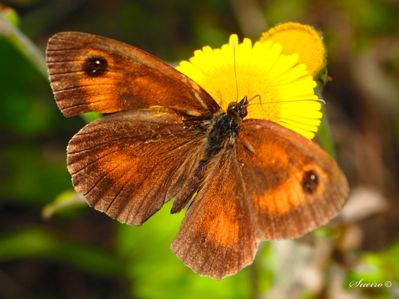 ultimas mariposas