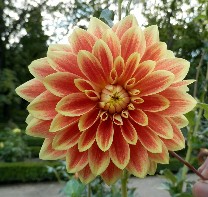 Dahlia 1