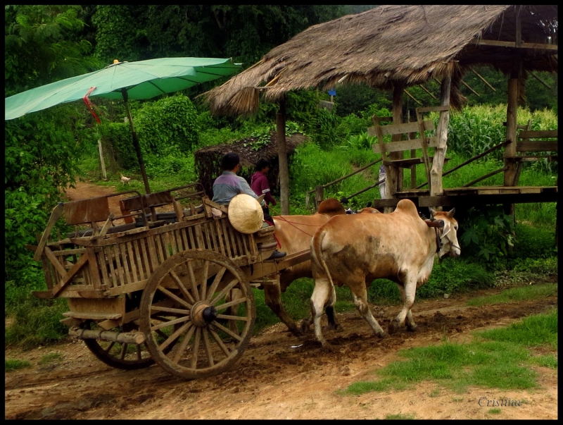 Carreta de bueyes