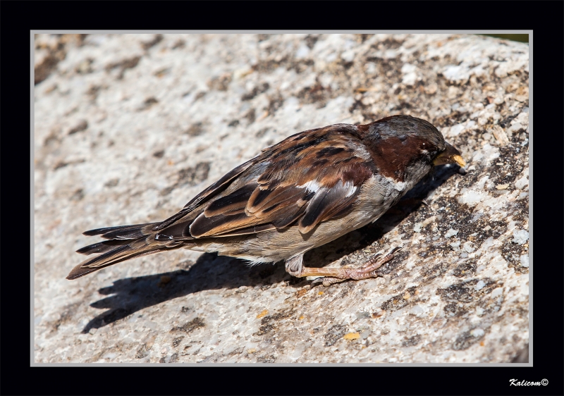 PASSER DOMESTICUS