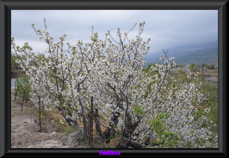 Los cerezos del Jerte en flor