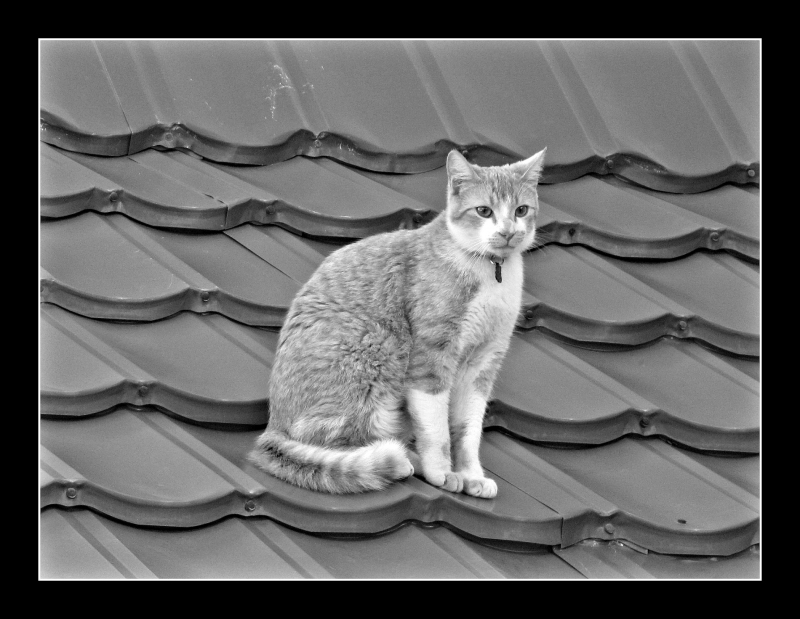 Gato en el tejado