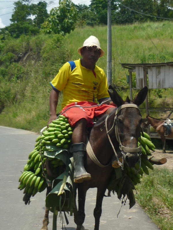 HOMBRE DE CAMPO