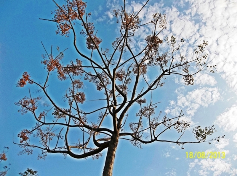 UNA CARICIA AL CIELO