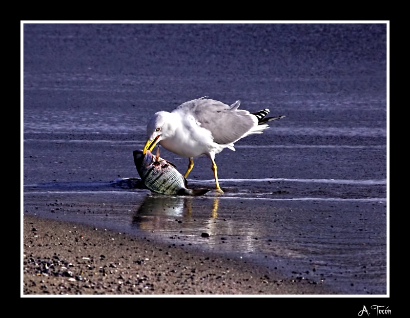 Gaviota pescadora