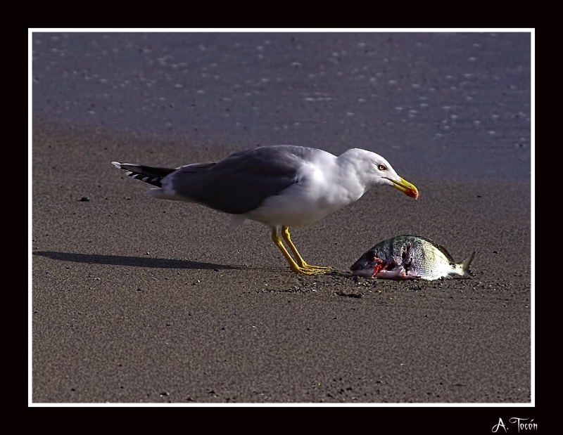 Gaviota y pez10