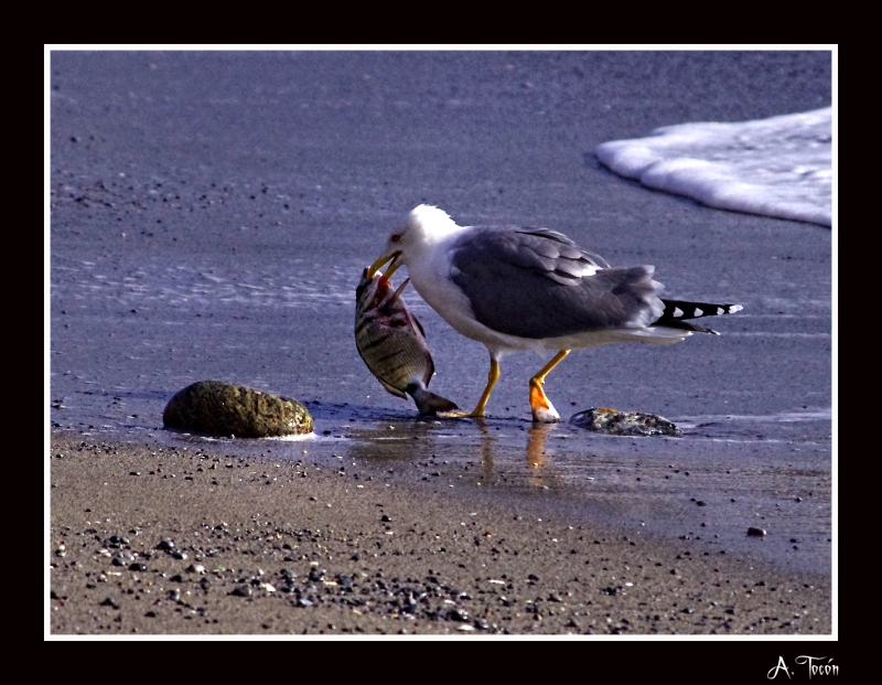 Gaviota y pez4