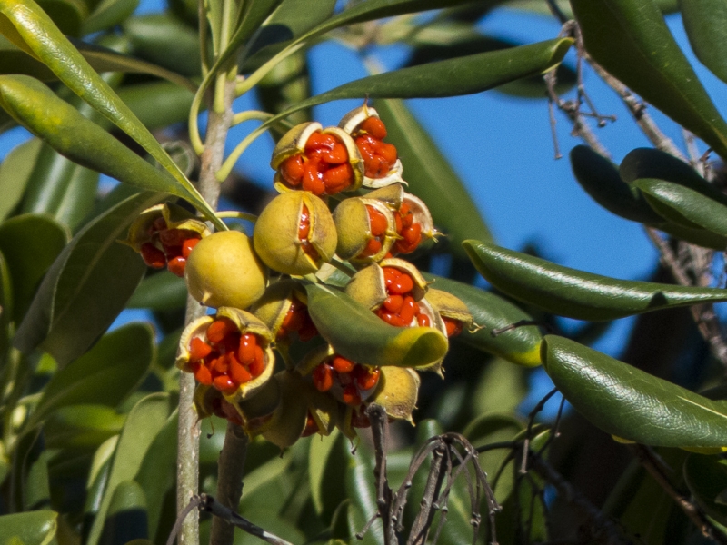 frutos salvajes