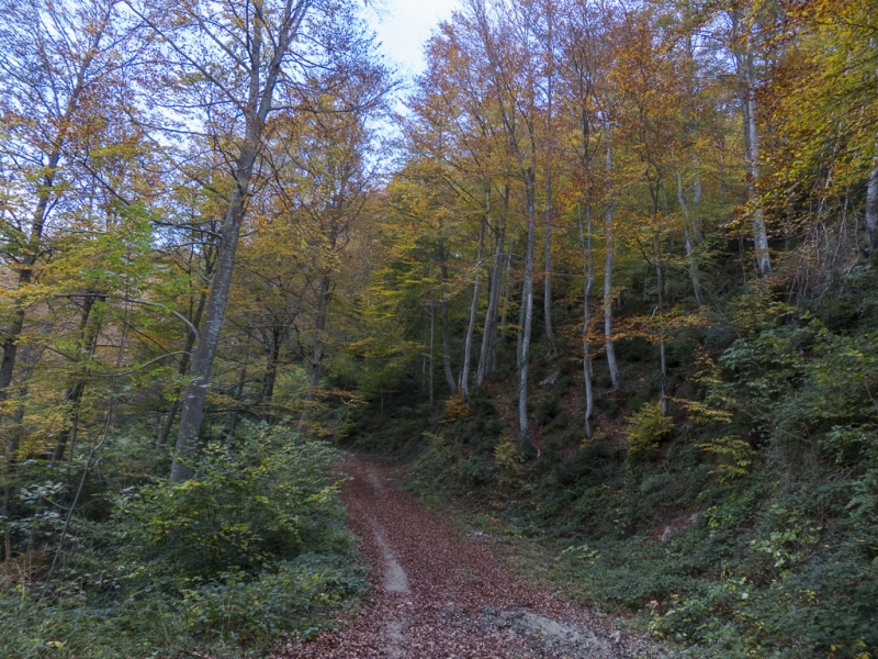 camino de La Grevolosa