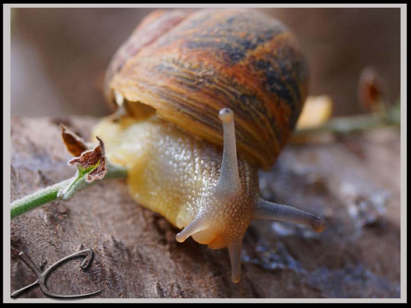 Caracol de jardn 