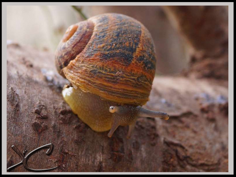 Caracol de jardn II