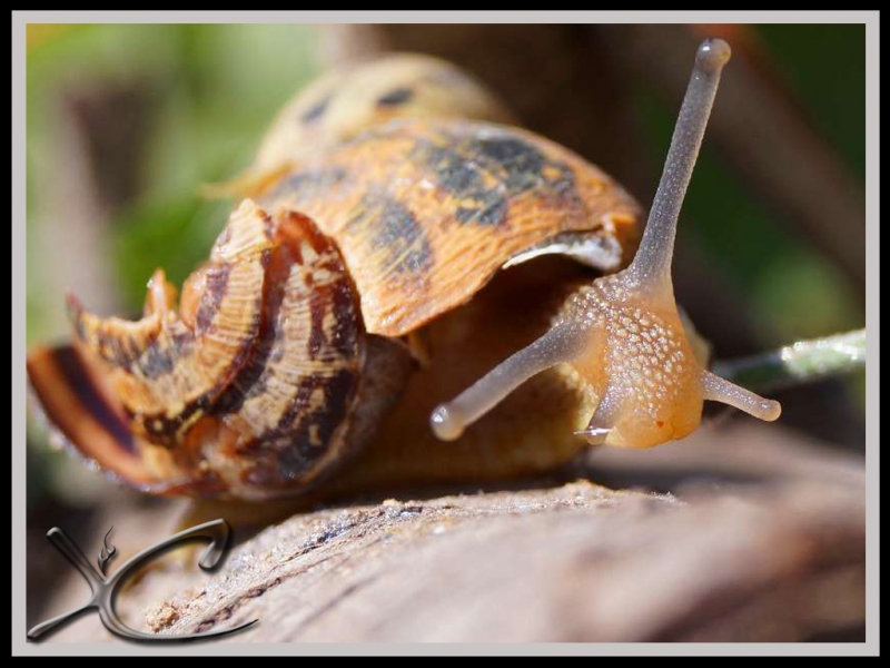 Caracol de jardn III