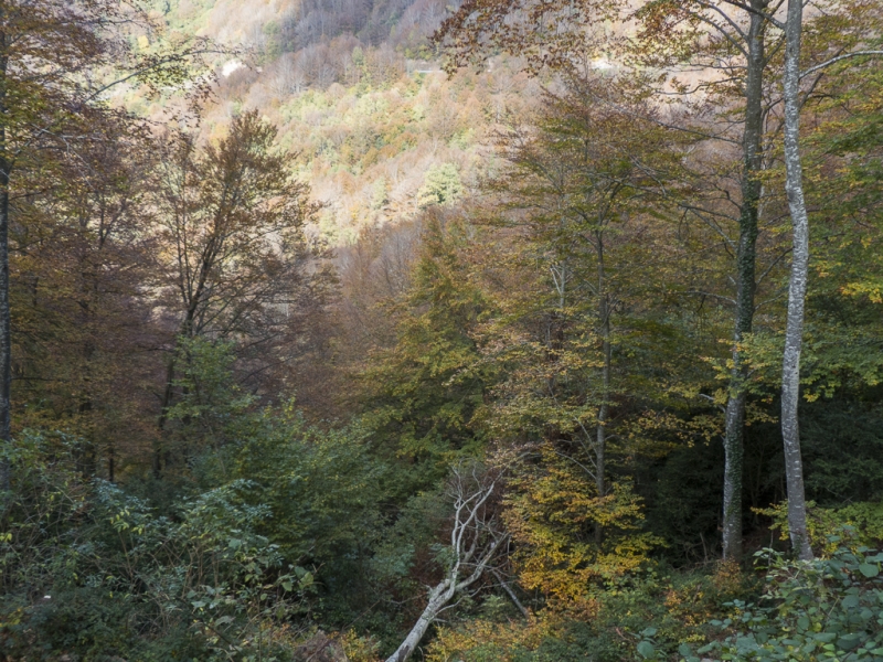 fageda La Grevolosa