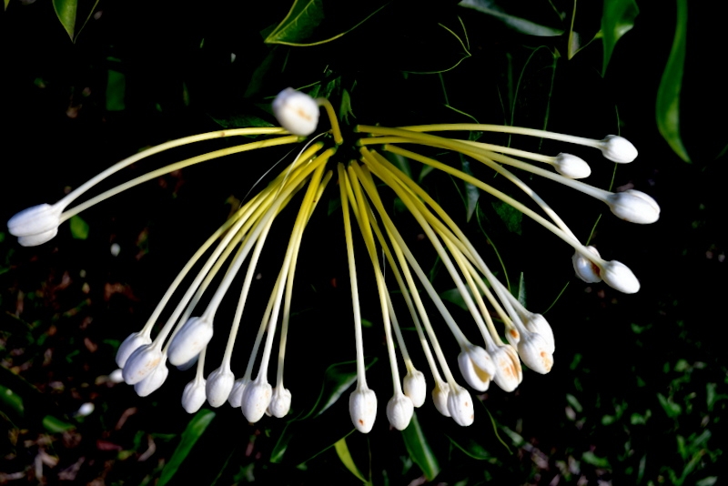 FLORECILLAS