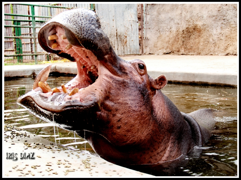 Hora de comer...