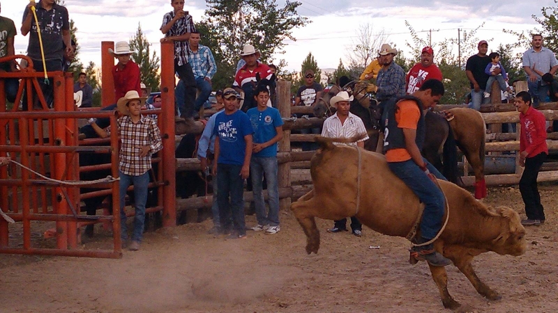 Jaripeo