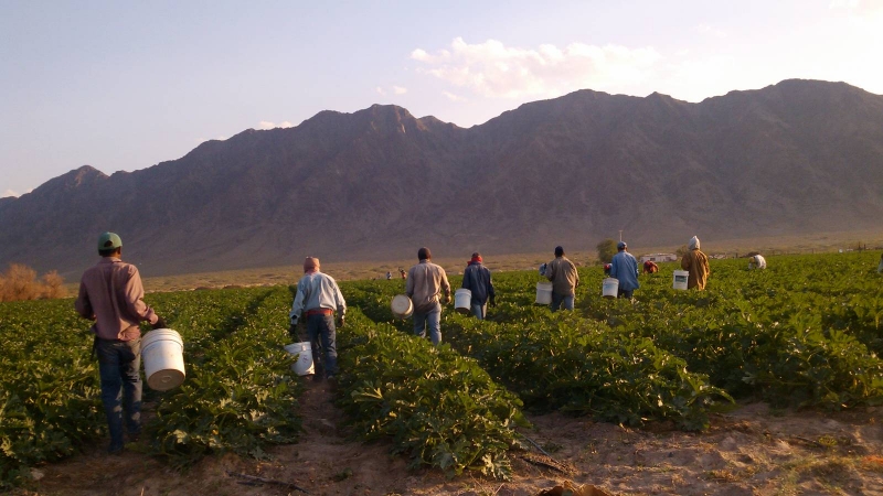 Campos de calabacitas