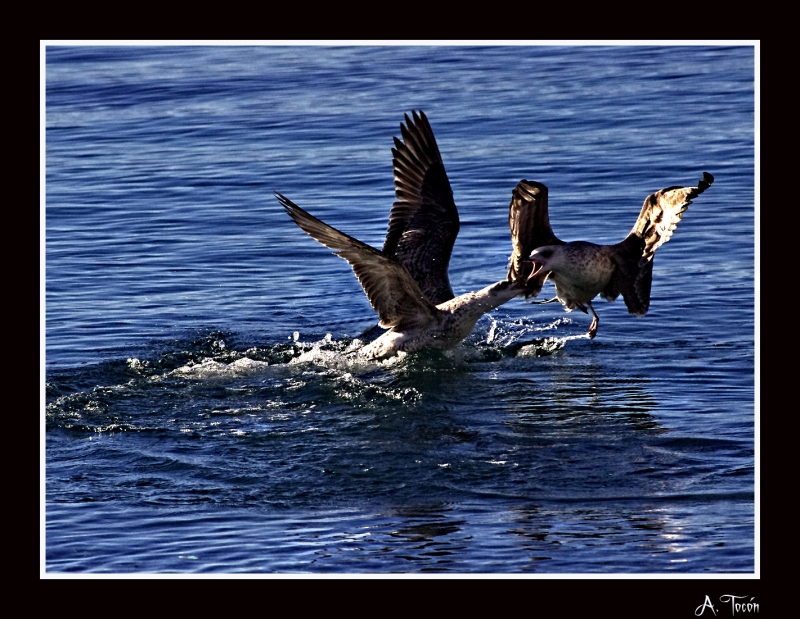 Duelo en el mar