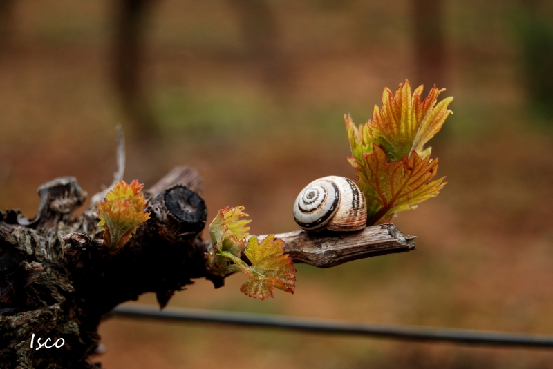 Caracol en rama de vid