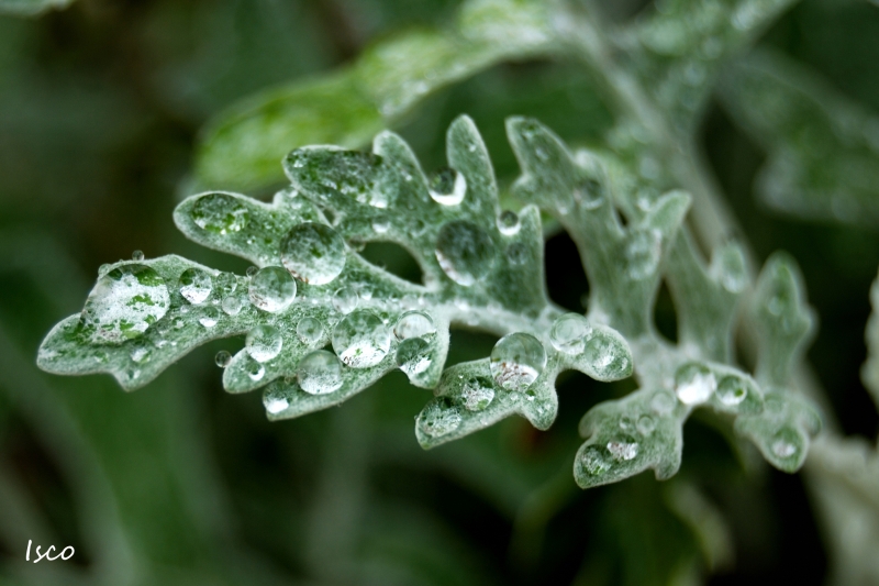 Gotas de lluvia II