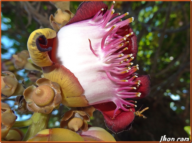 Flor o Medusa..?