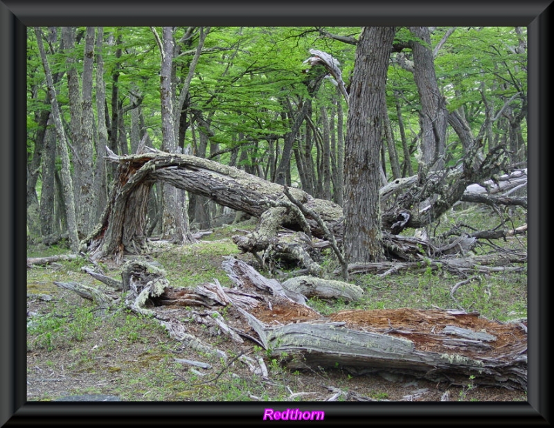 Bosque Patagnico