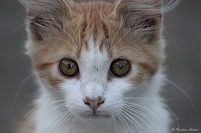 Retrato felino