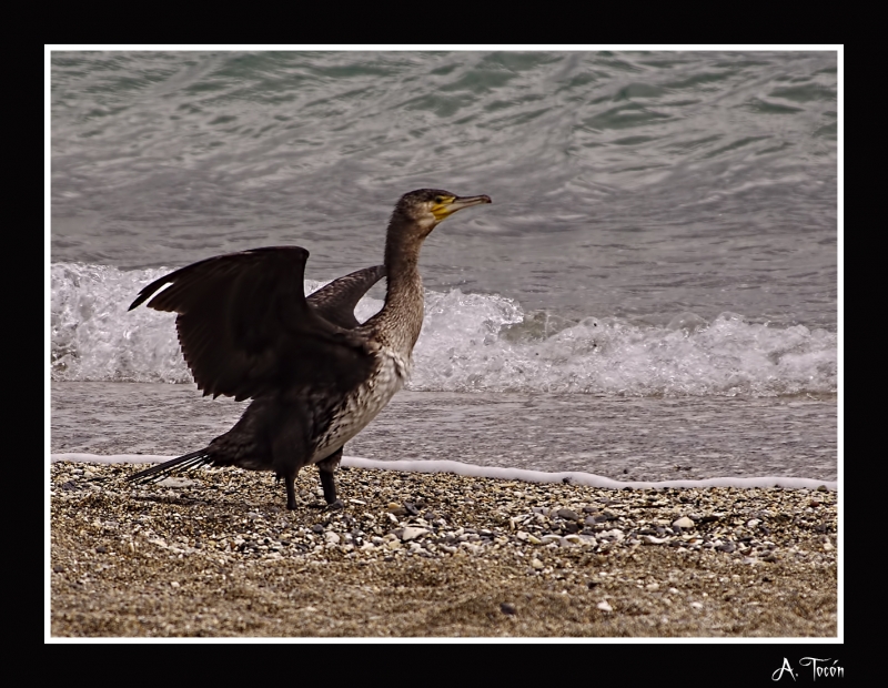 Cormoran secando las alas