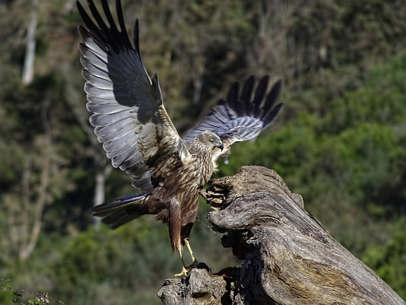 Aguilucho lagunero