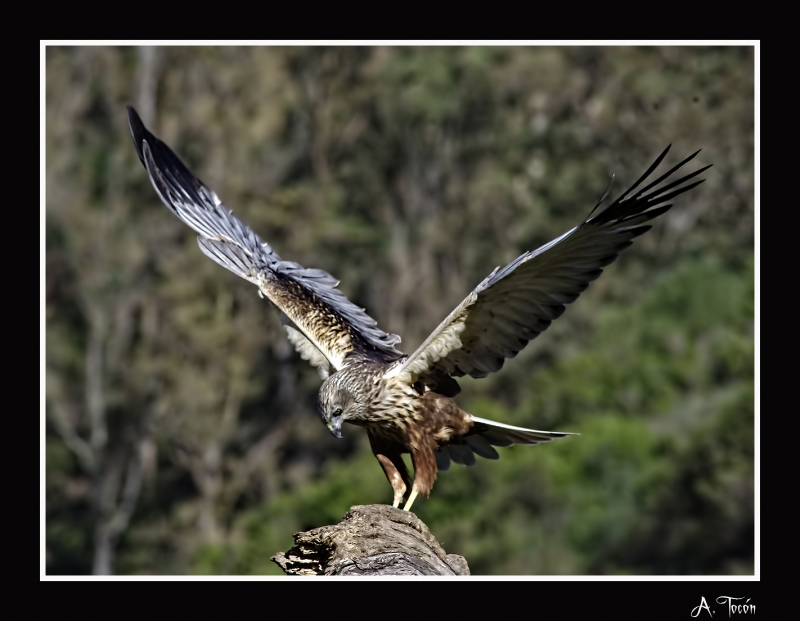 Aguilucho lagunero1