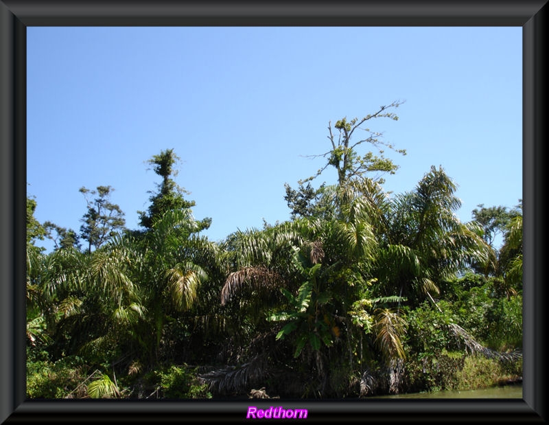 Selva tropical en el P.N. de Tortuguero