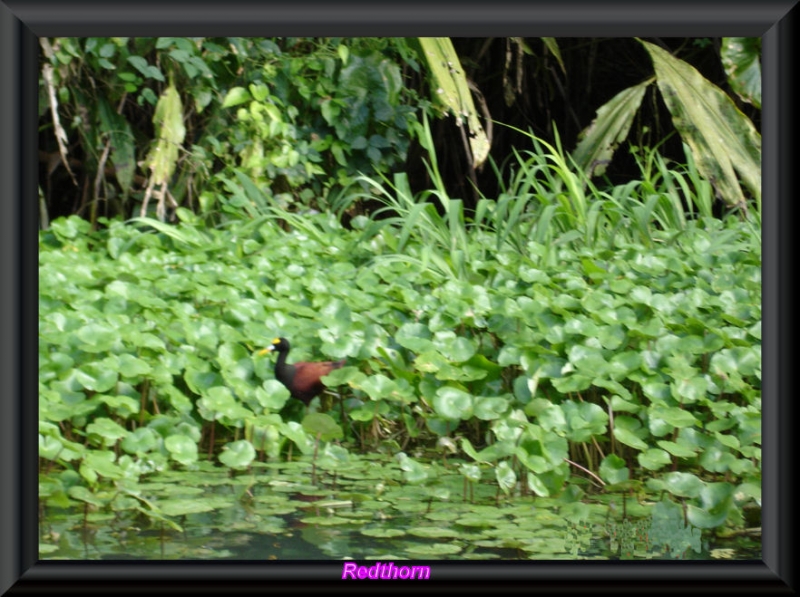 Pato real entre la vegetacin