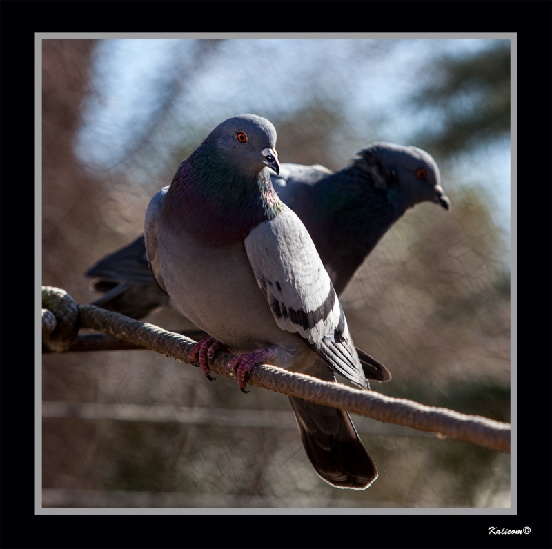 PAREJA DE HECHO