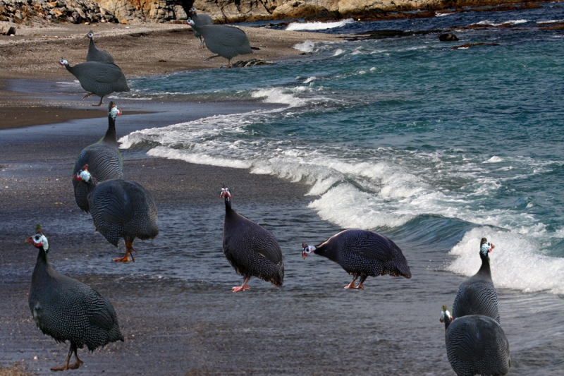 Migracin de gallinaceas