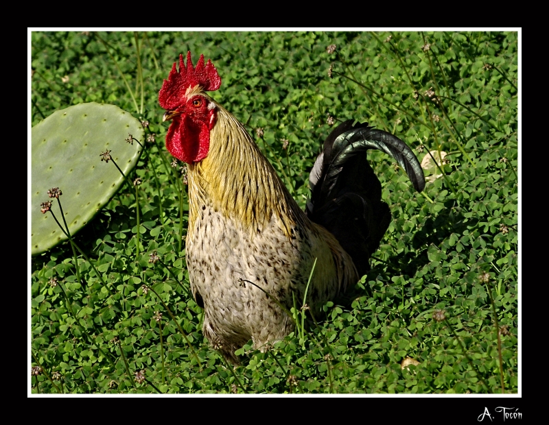 El gallo