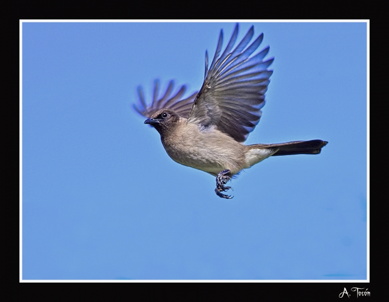 Bulbul al vuelo6