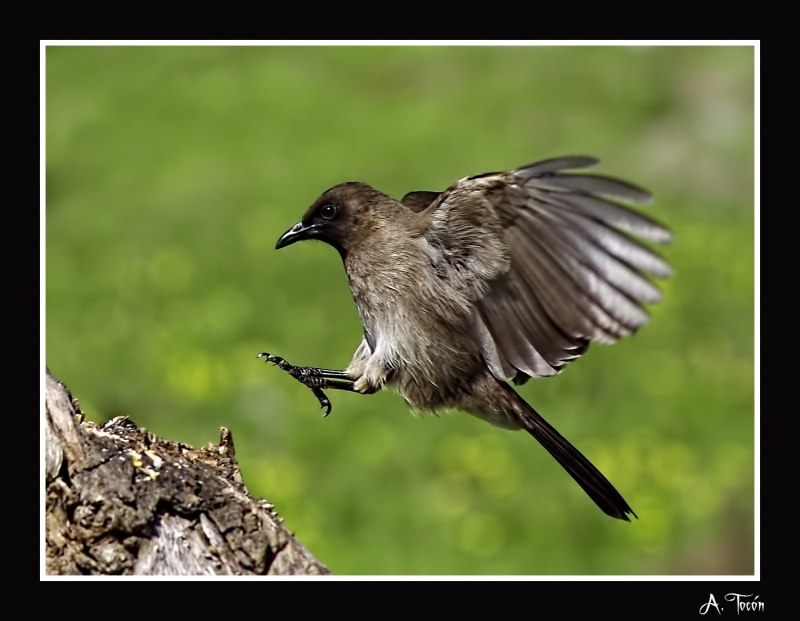 Bulbul al vuelo7