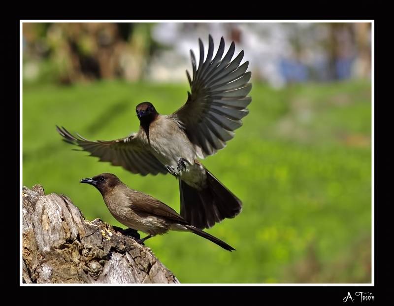 Bulbul al vuelo8