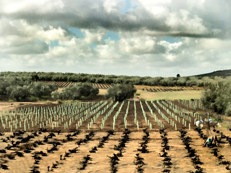 Las tierras de Espaa  ( Sarmientos con ropa tendida )