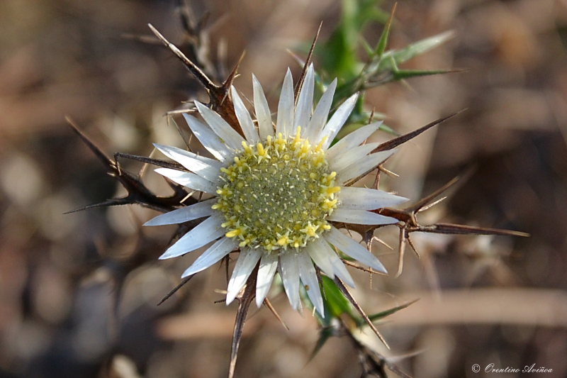 Arisca belleza