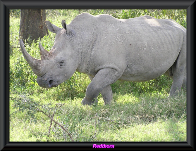 Rinoceronte en plena forma