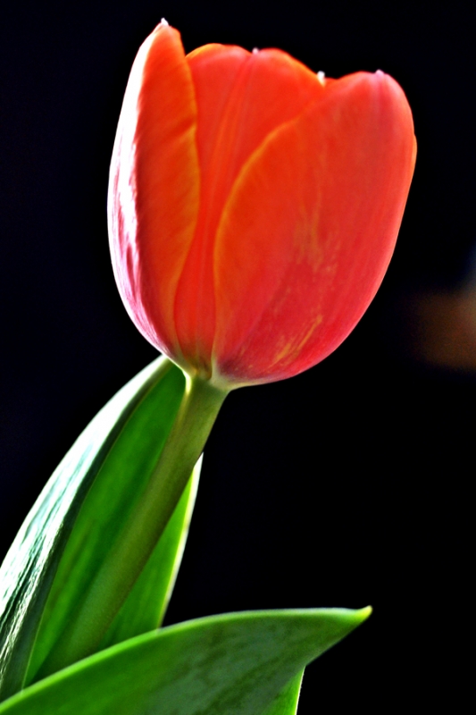 Un pequeo Tulipn