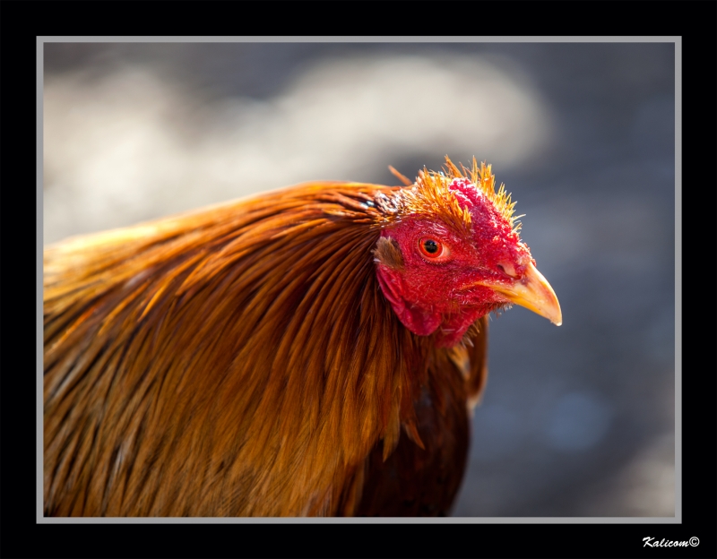 OJO DE GALLO