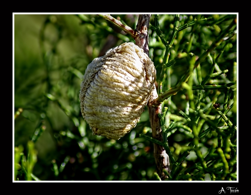 Ooteca de la mantis