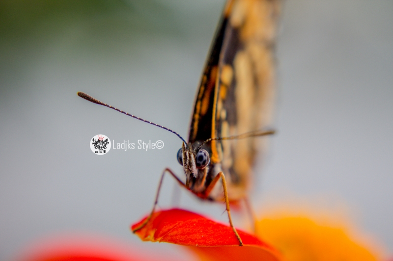 Mariposa Fotografia-Macro