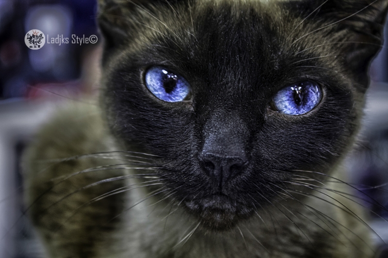 Gato HDR