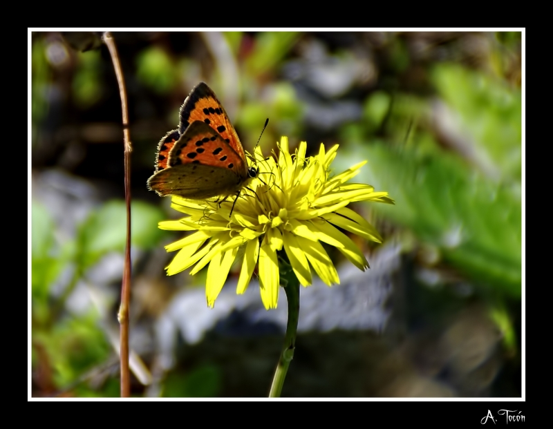 Mariposa74