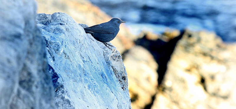 Roquero solitario