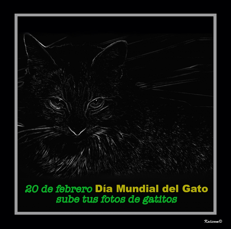 DA MUNDIAL DEL GATO